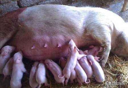 母猪乳房炎难治？这个小方法人人都能学会，还不用花一分钱