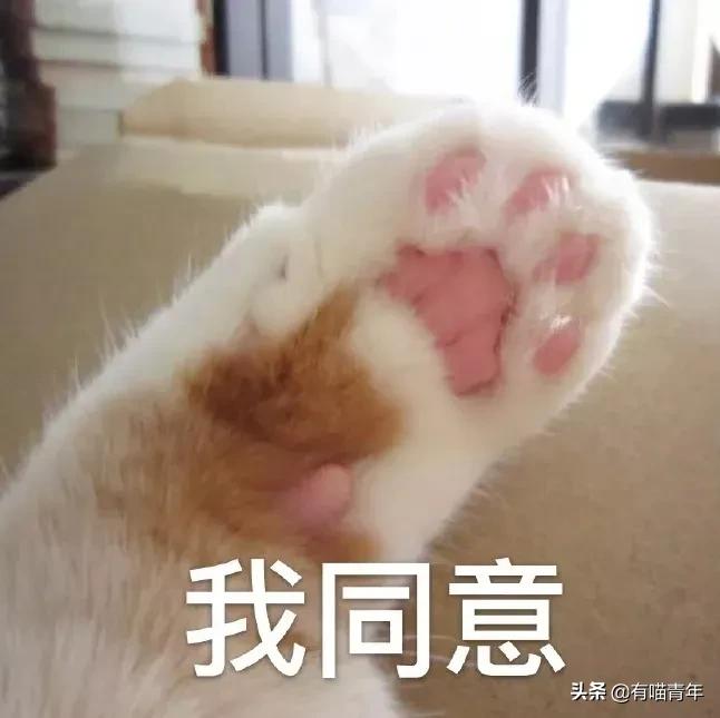 听说给猫起名越贱越好养活,科普给猫起名