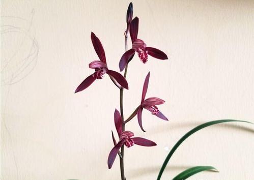 建兰墨宝怎么养,建兰墨宝如何养殖