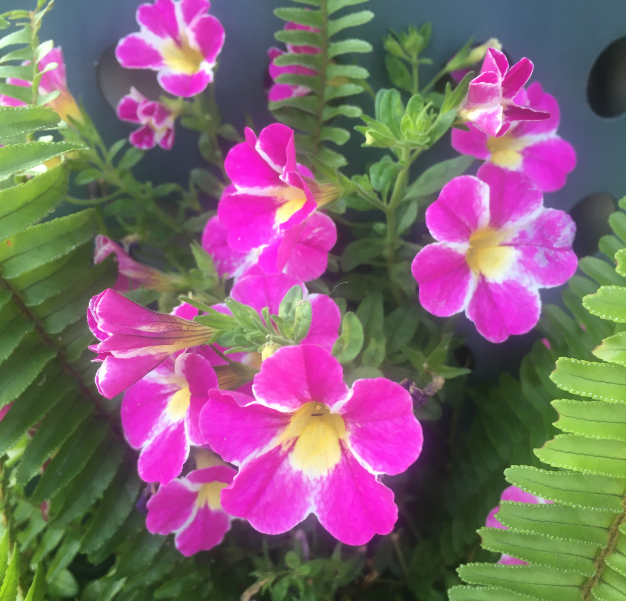 幼儿必听100首英文儿歌视频,英语儿歌磨耳朵90%家长都做错了