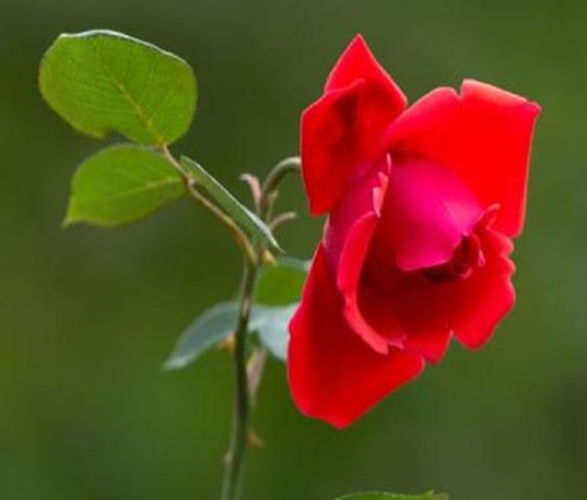 春天来了,喜欢种花的你,买到真的的玫瑰花苗了吗?