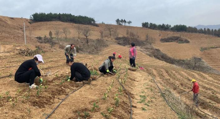 同心奔小康·柞水行|“山茶娃”凝聚浓浓“山海情”