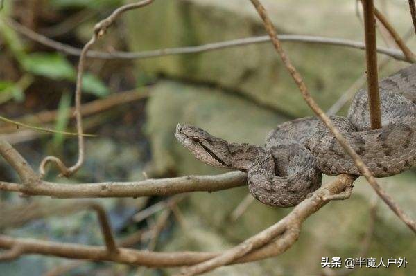 野外生存的知识有哪些,农村常见的蛇类你都认识吗