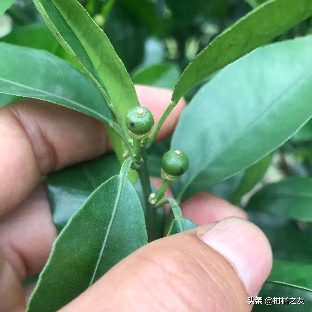 柑橘果面发黑怎么回事,柑橘幼果变黑脱落
