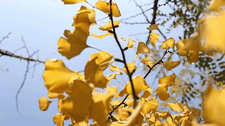 一入秋西安就美成长安,一入秋杭州就美成临安