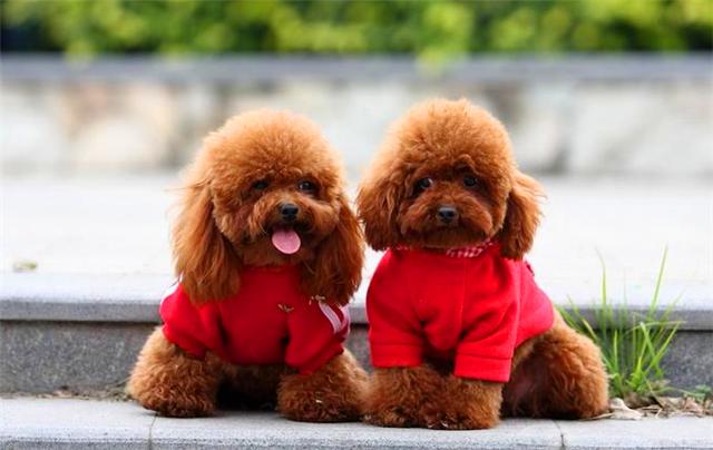 经典传奇故事世界上最大的狗,盘点世上最大的狗