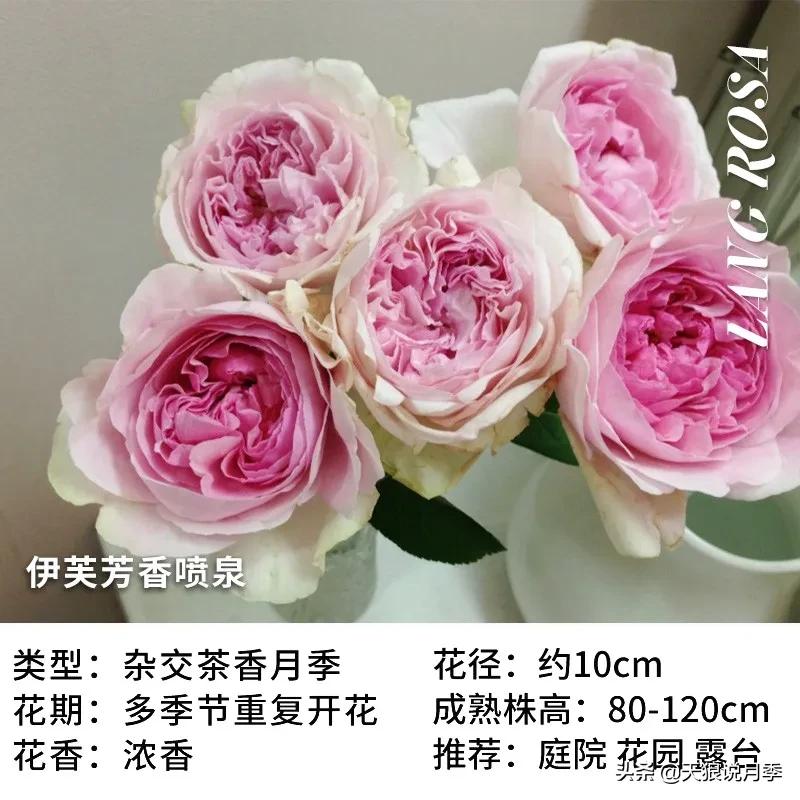 月季控对美的极致追求，尽在伊芙系列