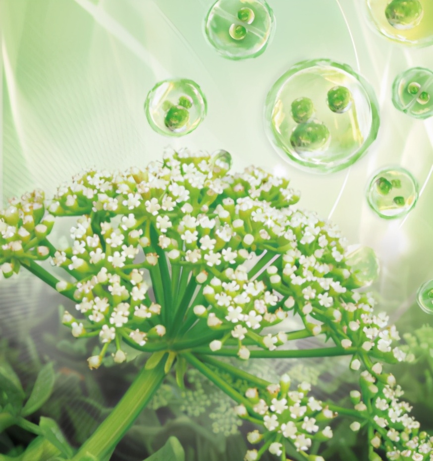 植迷荟海茴香好用吗,植迷荟海茴香测评