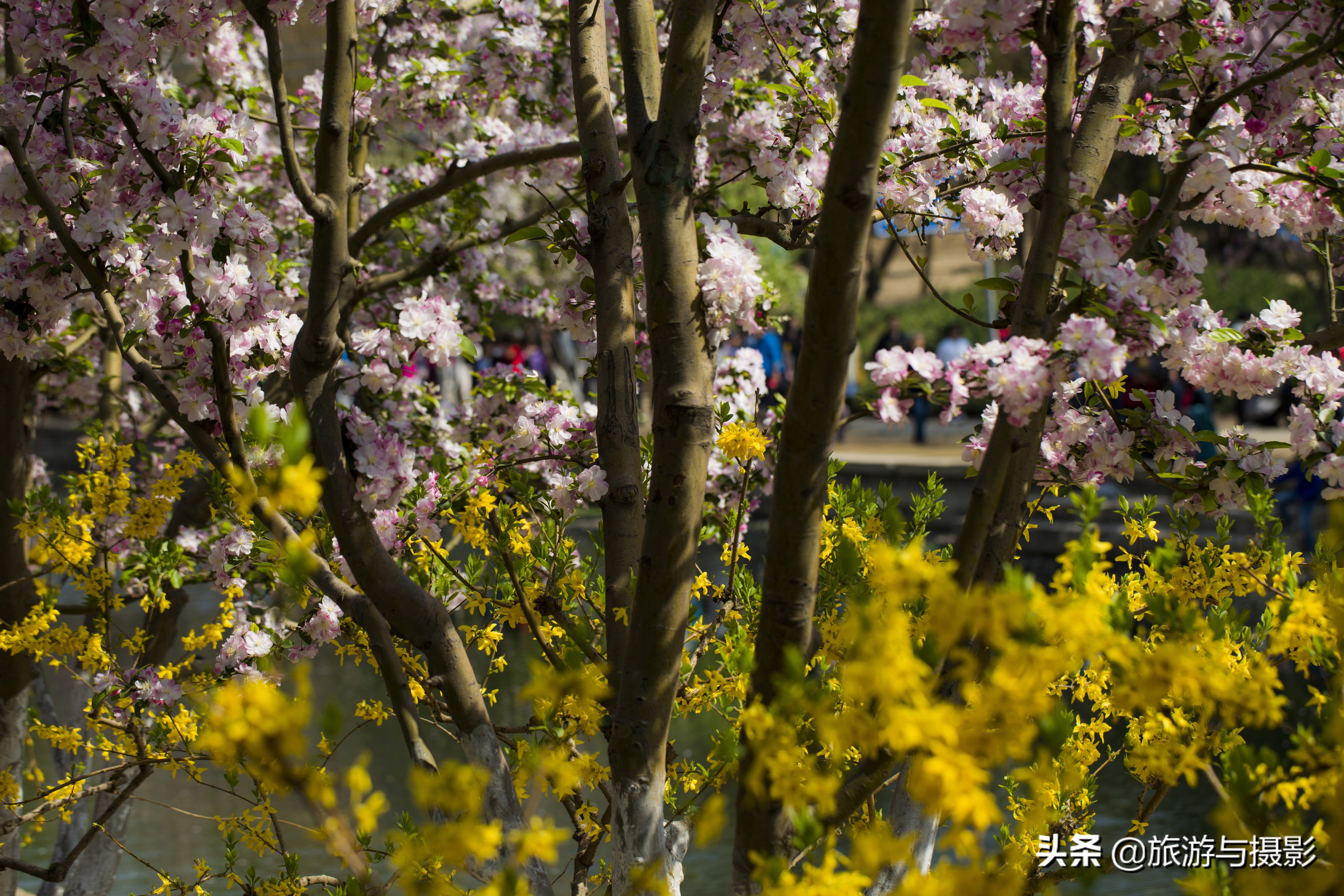 海棠花诗七绝,南宋海棠花图古诗