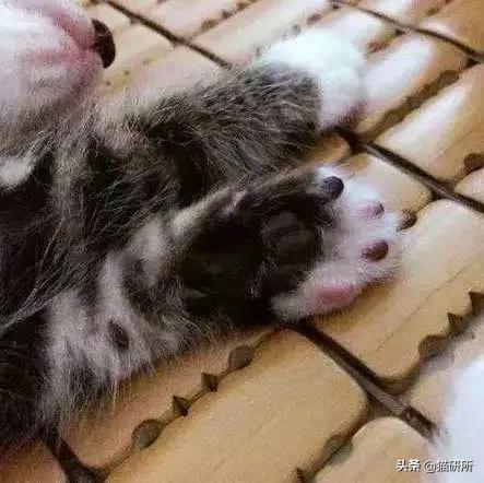 猫爪有什么隐藏的秘密,猫爪爪有哪些冷知识