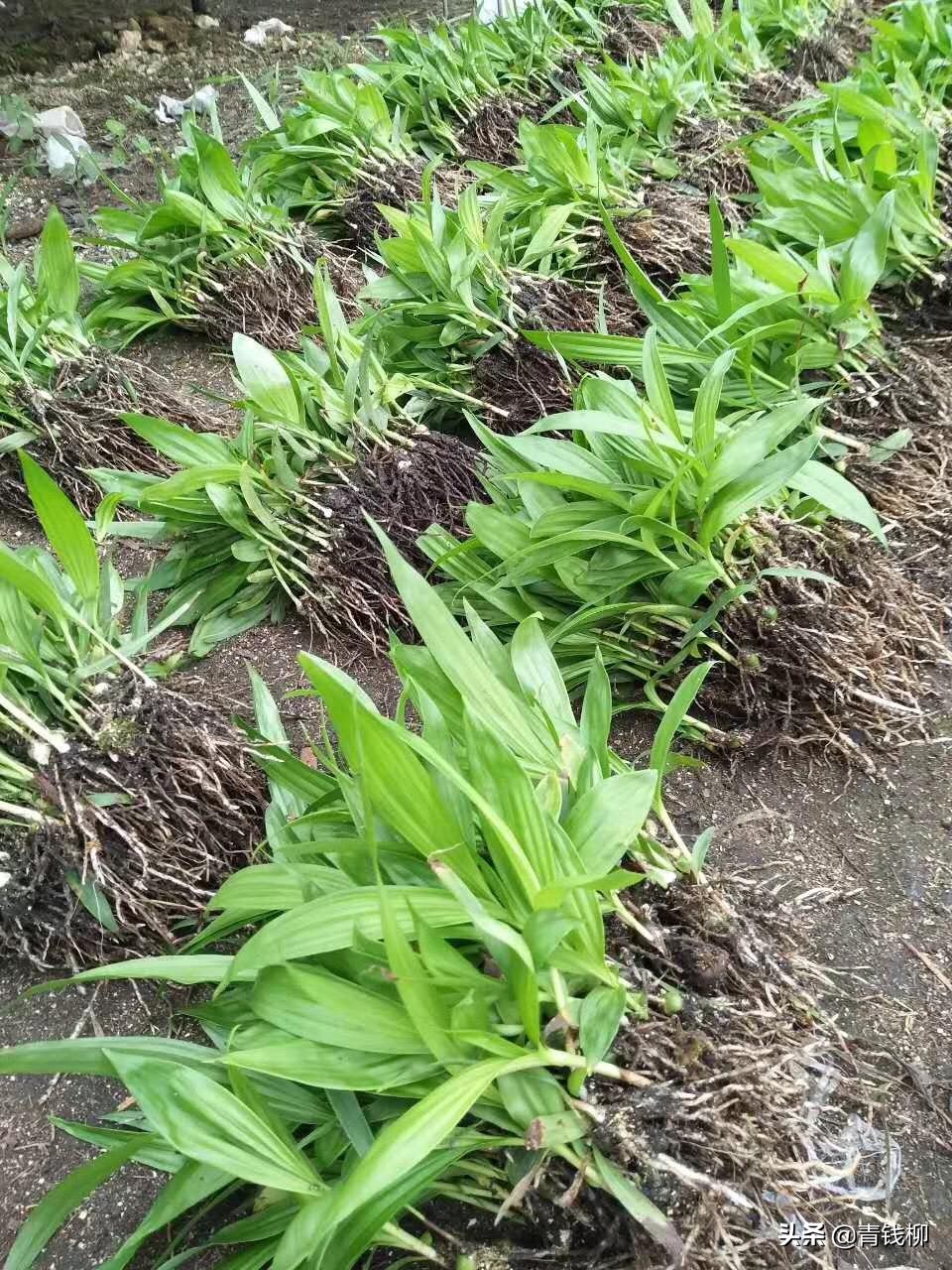 白芨种植的前景怎么样,白芨种植前景和适应省份