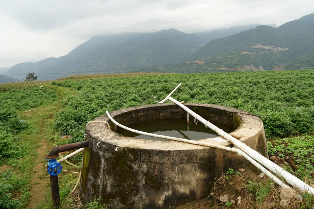 大理特色农业小镇,大理乡村发展现状和发展趋势