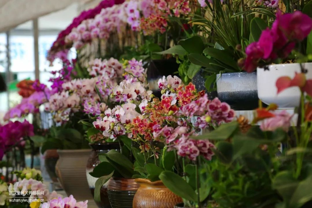 园艺沙龙|前方高能！一大波人相约逛花市，究竟淘了些啥？