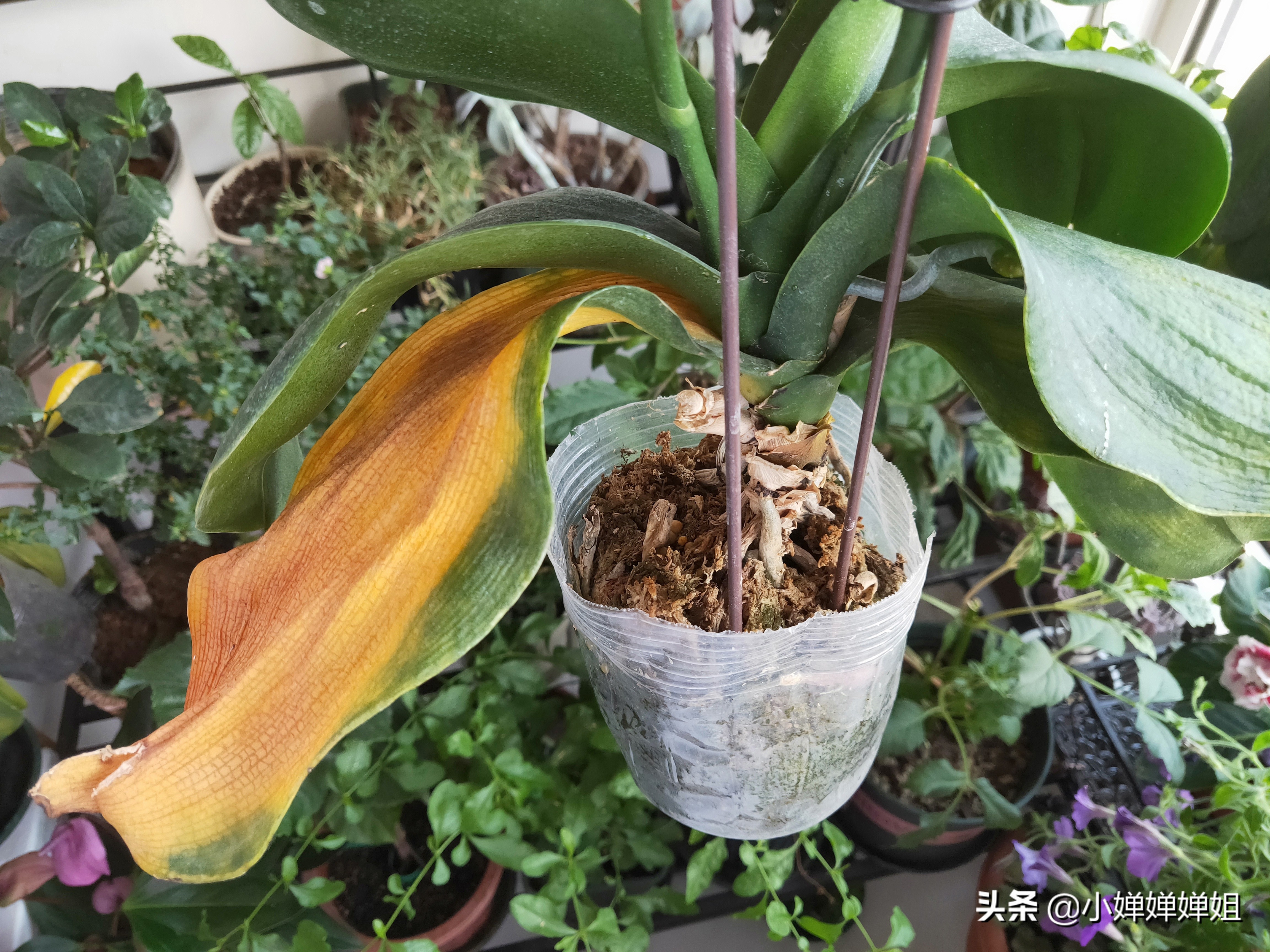 蝴蝶兰叶片变黄是怎么回事,蝴蝶兰开花叶子有褶皱咋回事