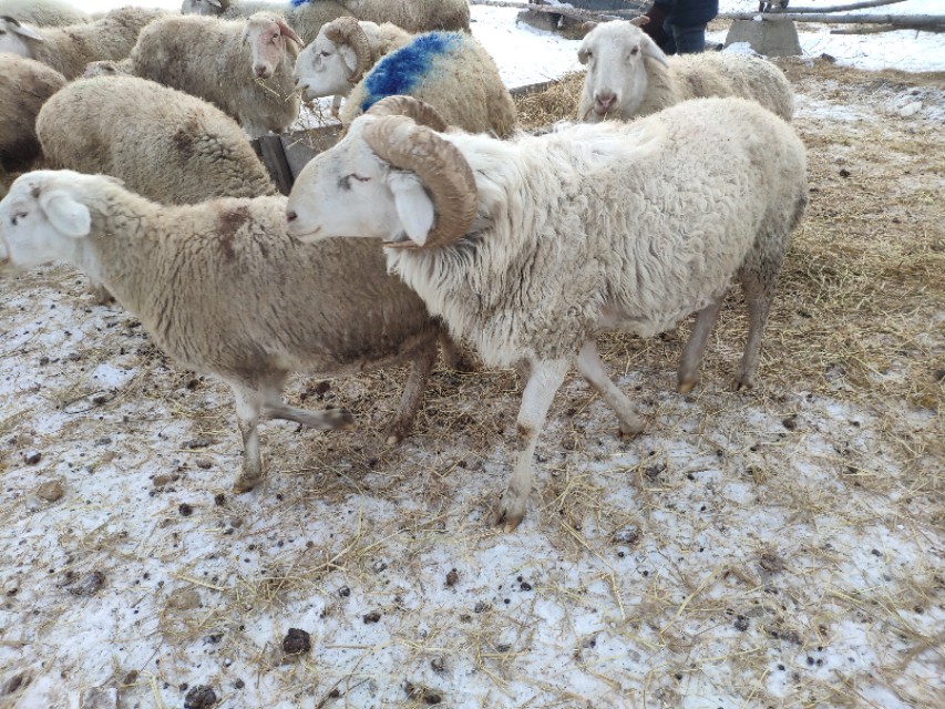 都说羊群感染布病很难缠,养羊人如何应对,兽医告诉你