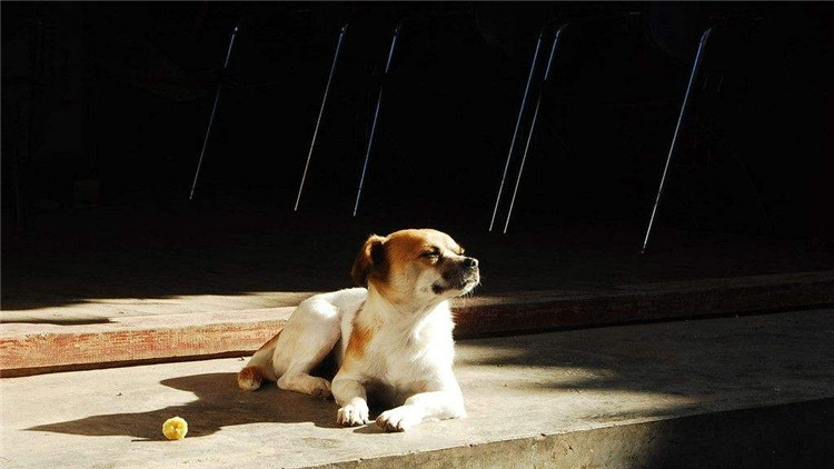 狗狗突然不吃狗粮怎么解决,狗狗突然不吃任何狗粮怎么回事