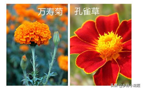 孔雀草和波斯菊的区别,孔雀草和万寿菊区别