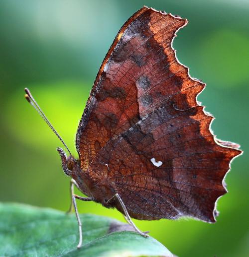 动则耀眼，静如枯叶。原来枯叶蝶还有一个仙女的传说