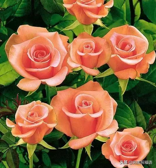 999玫瑰惊喜,999朵玫瑰生日礼物