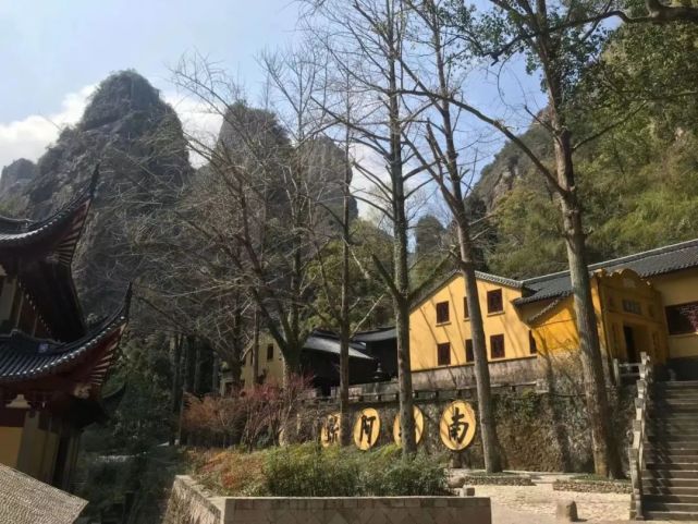 温州乐清900多岁的“树王”，长这样