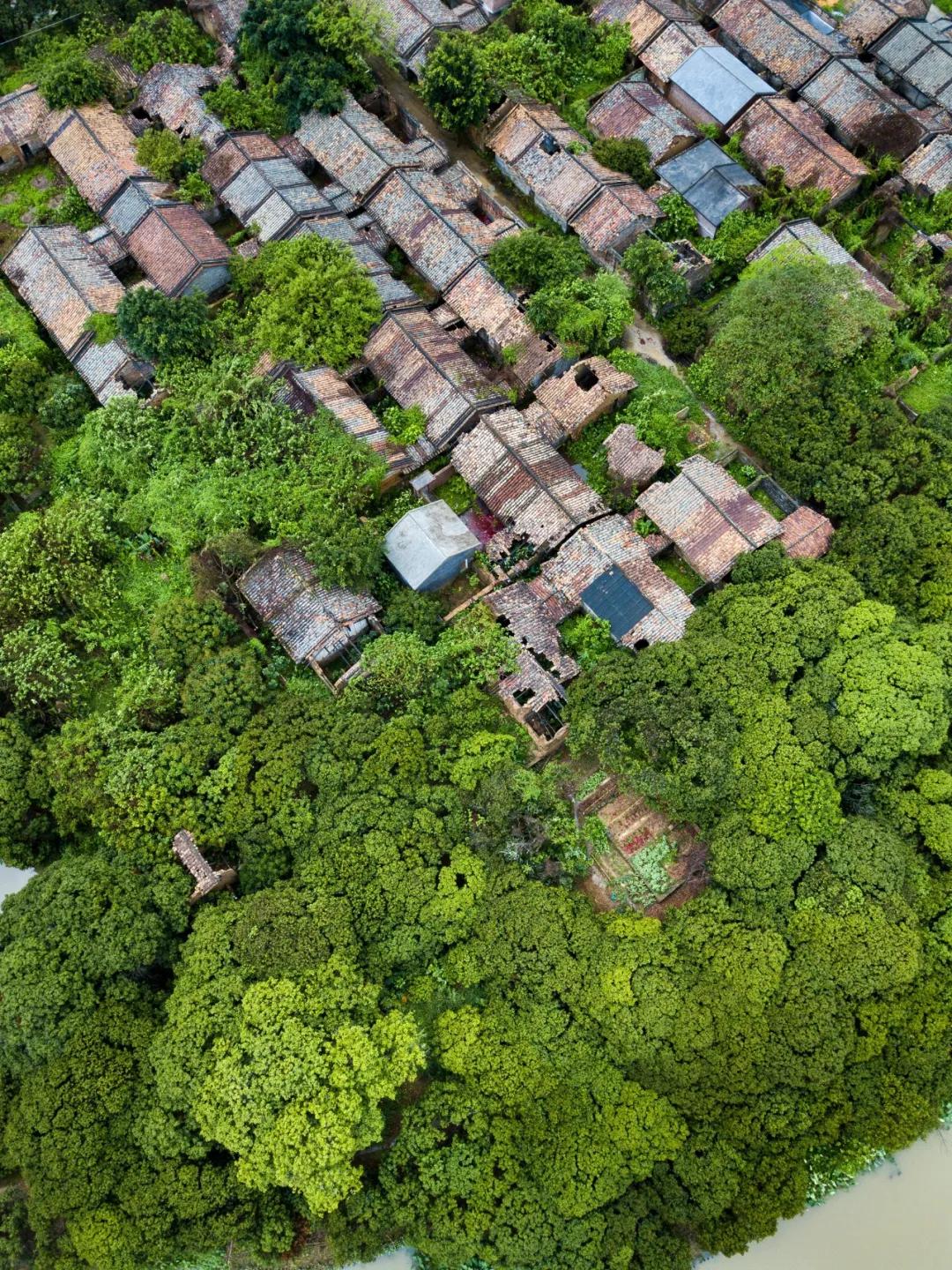 中国哪里的荔枝最甜,全国荔枝最好吃的地方