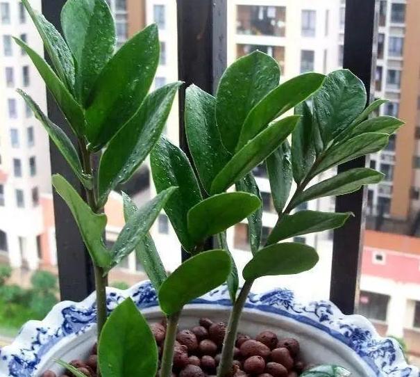 冬天金钱树叶子烧焦似的怎么回事,金钱树发芽不长叶子怎么办