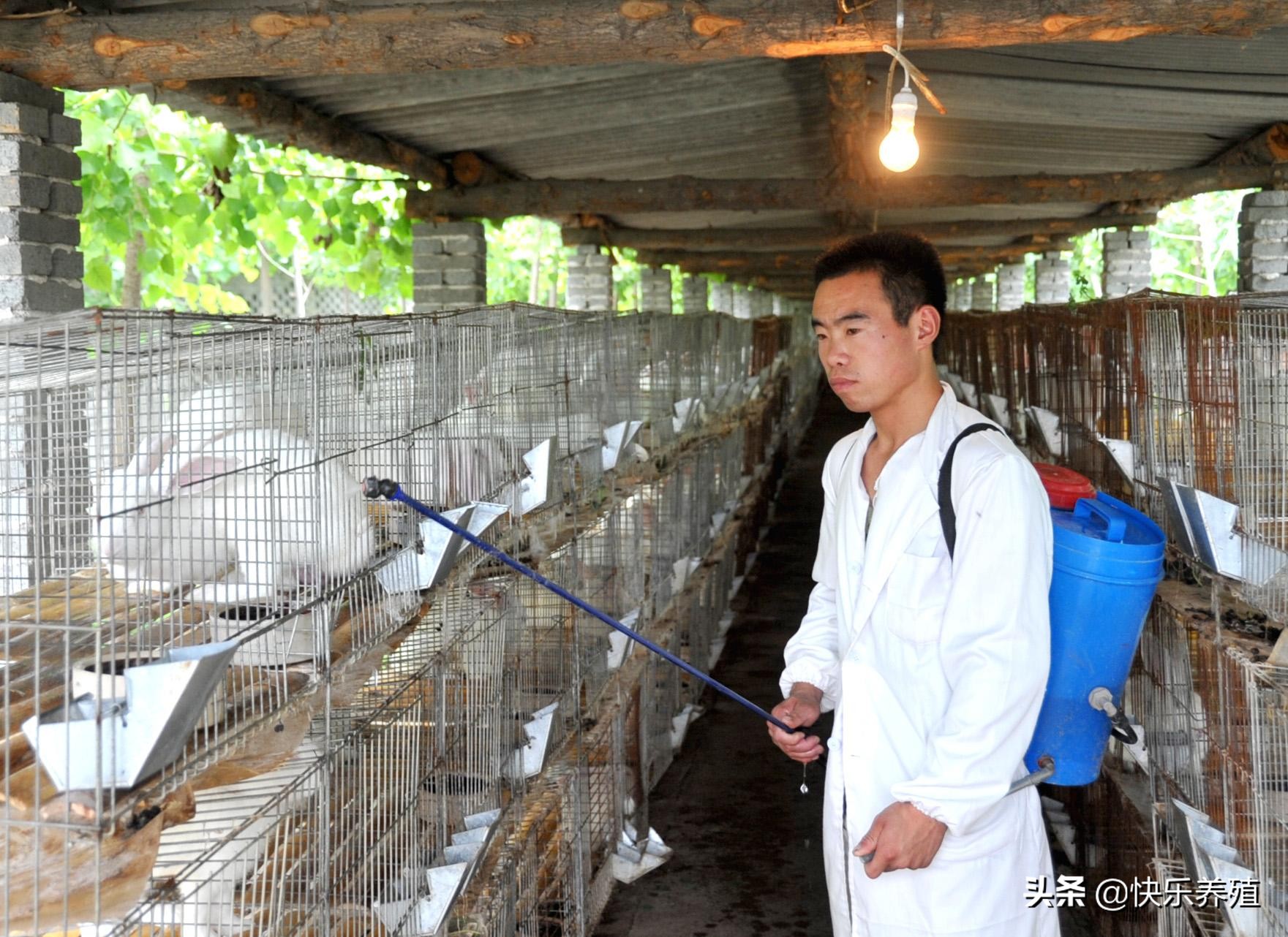兔子夏天怎么防热又不臭,兔子夏天怎么防热