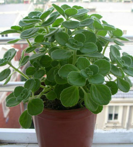 碰碰香怎么养成盆景,碰碰香怎么养才能更旺盛