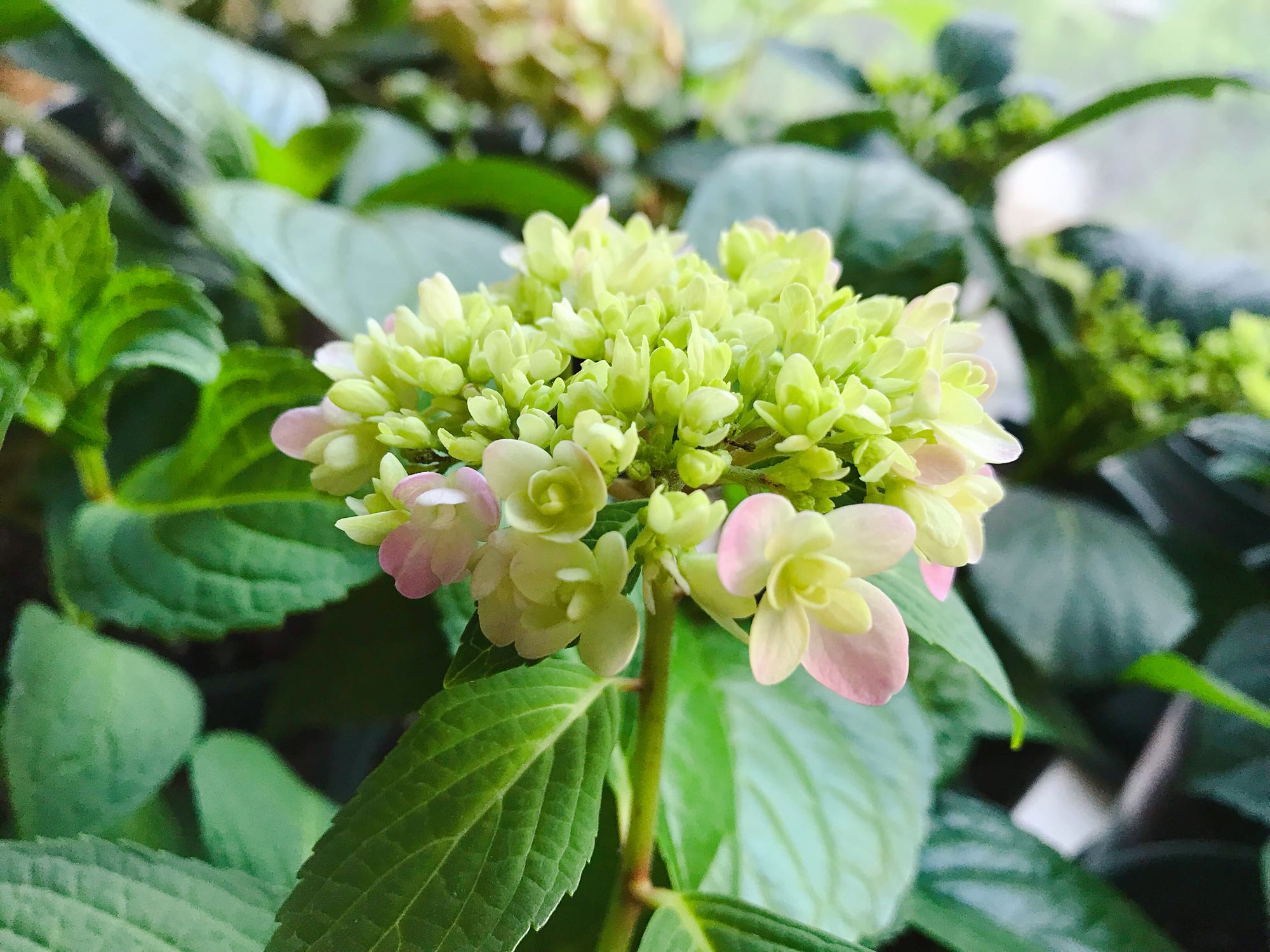 我养的花有点叶子不绿了怎么办,绣球的花苞枯萎怎么办修剪