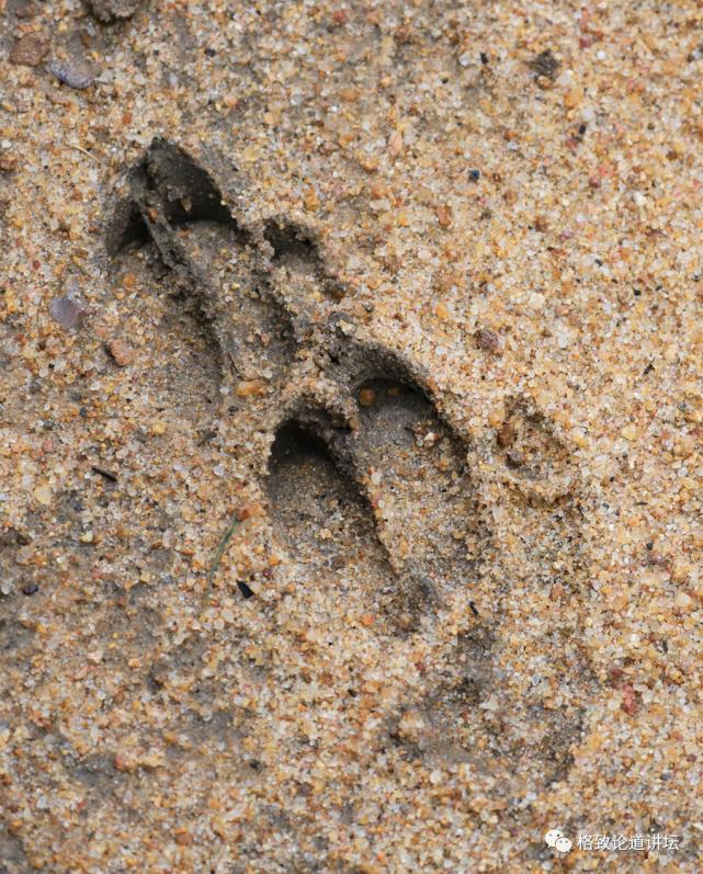 被称为“非洲最强挖掘机”的它，挖洞速度比6个人还快