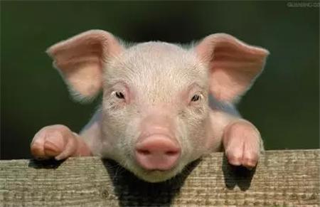 双汇集团市值为什么没有牧原高,双汇2000亿市值是不是太高