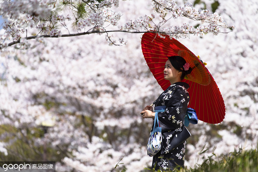 樱花季京都樱花,京都樱花季节是什么时候