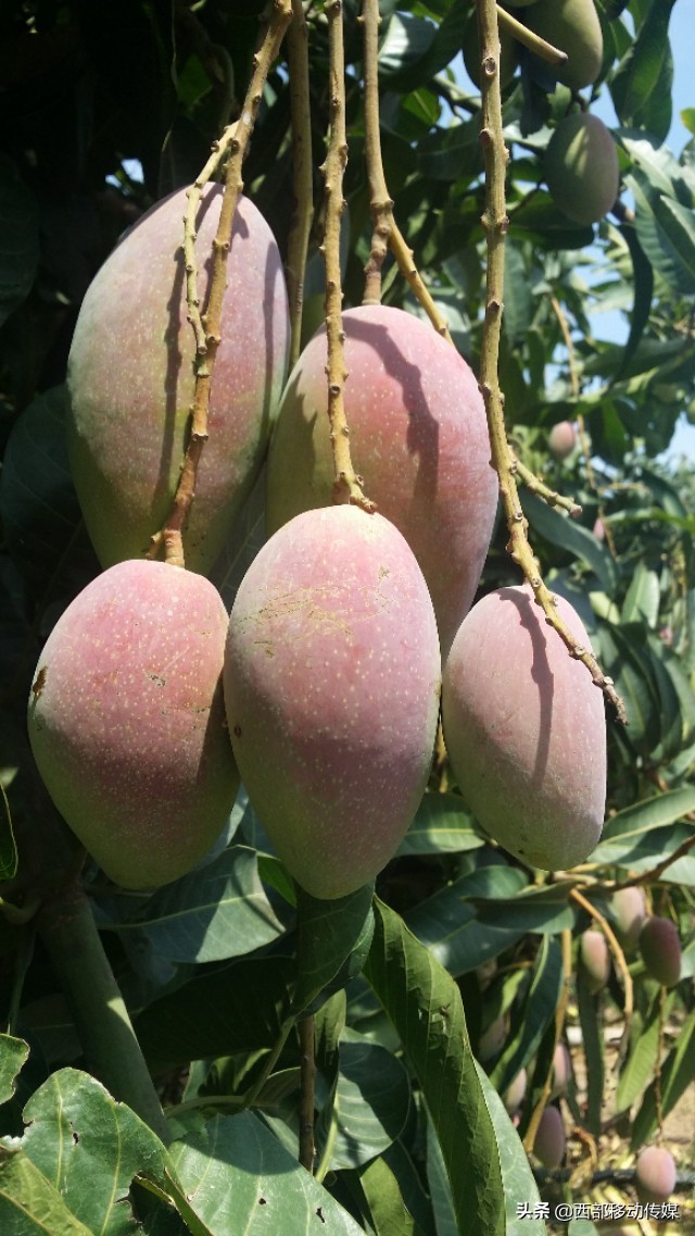 我喜欢芒果你喜欢吗用英语怎么说,我喜欢芒果