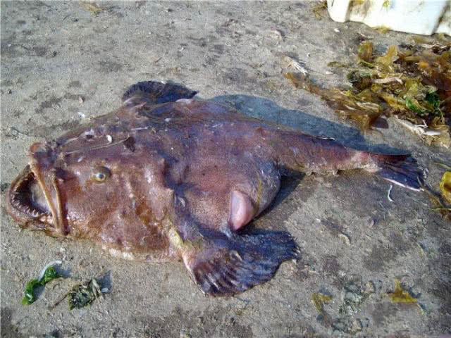 世界上最丑的鱼叫什么鱼,世界上有哪些极丑的鱼