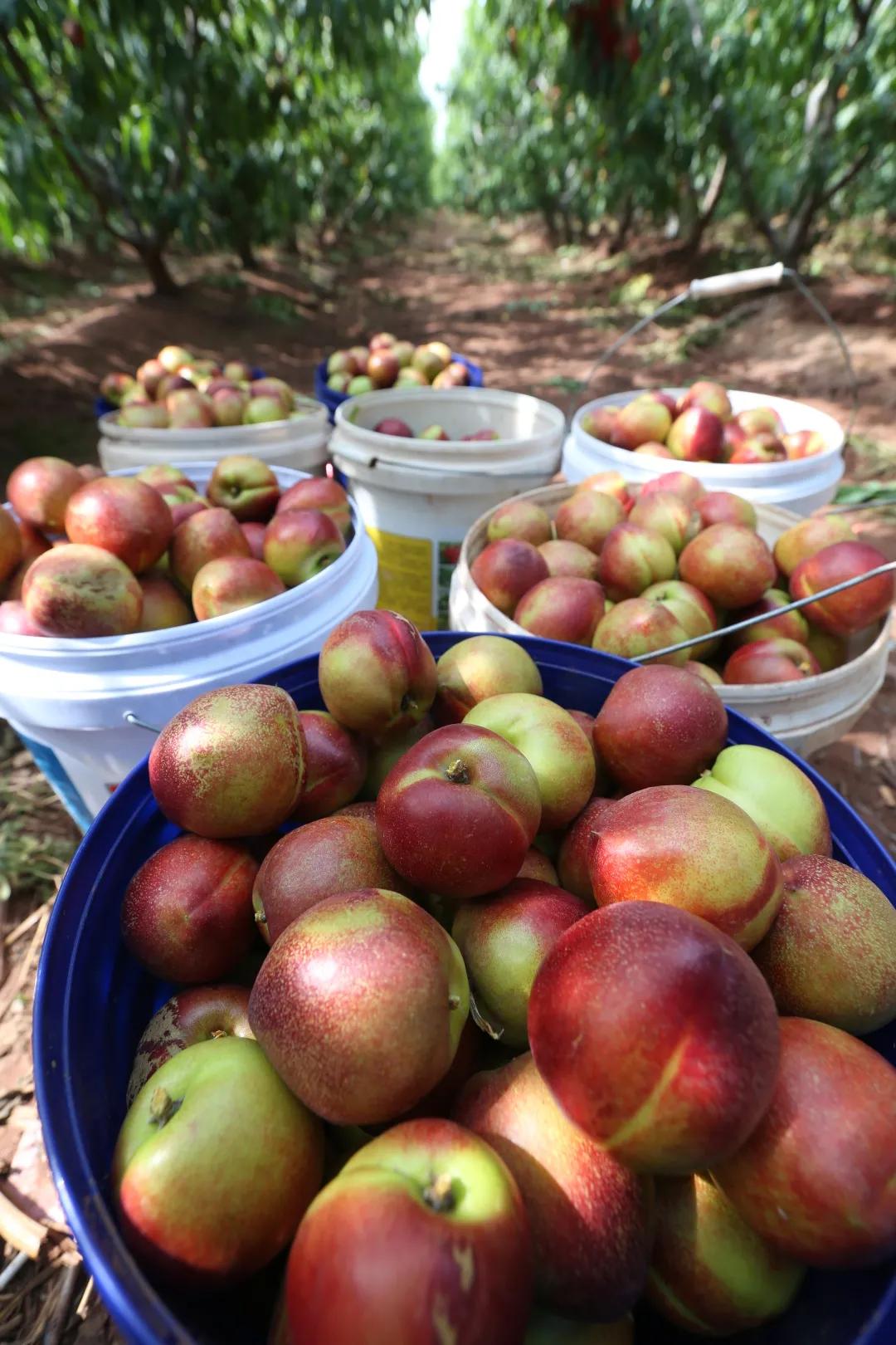 红红油桃挂枝头,这个五月“桃”你欢心