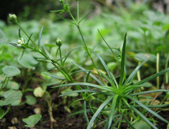 105种野草图片大全,105种野草的图片功效与作用