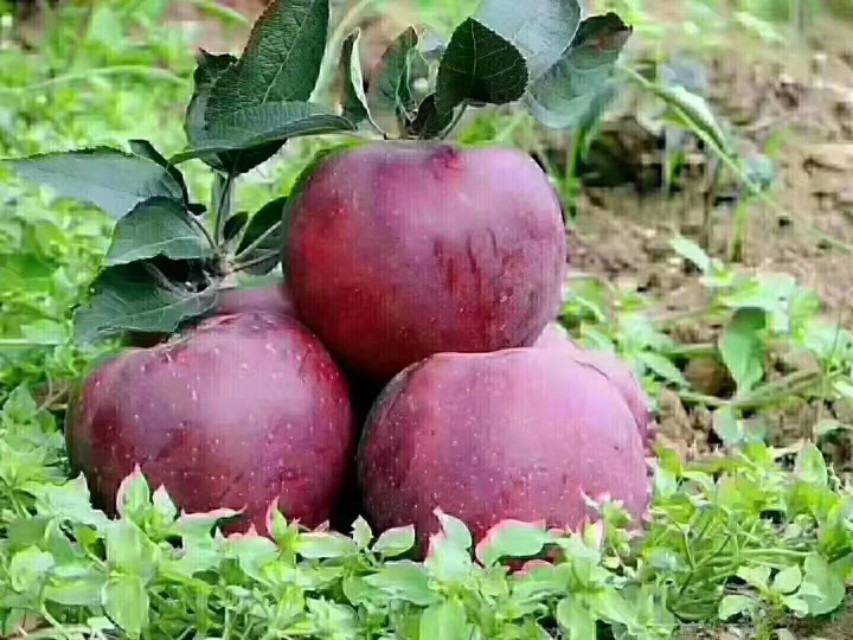 秦皇故里，如何将苹果变金果