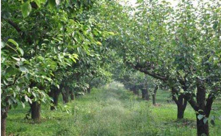 果园用除草剂的危害,果园禁用草甘膦