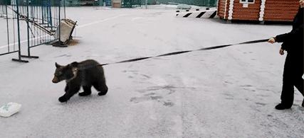 猛兽袭人事件】三毛别*案惨**