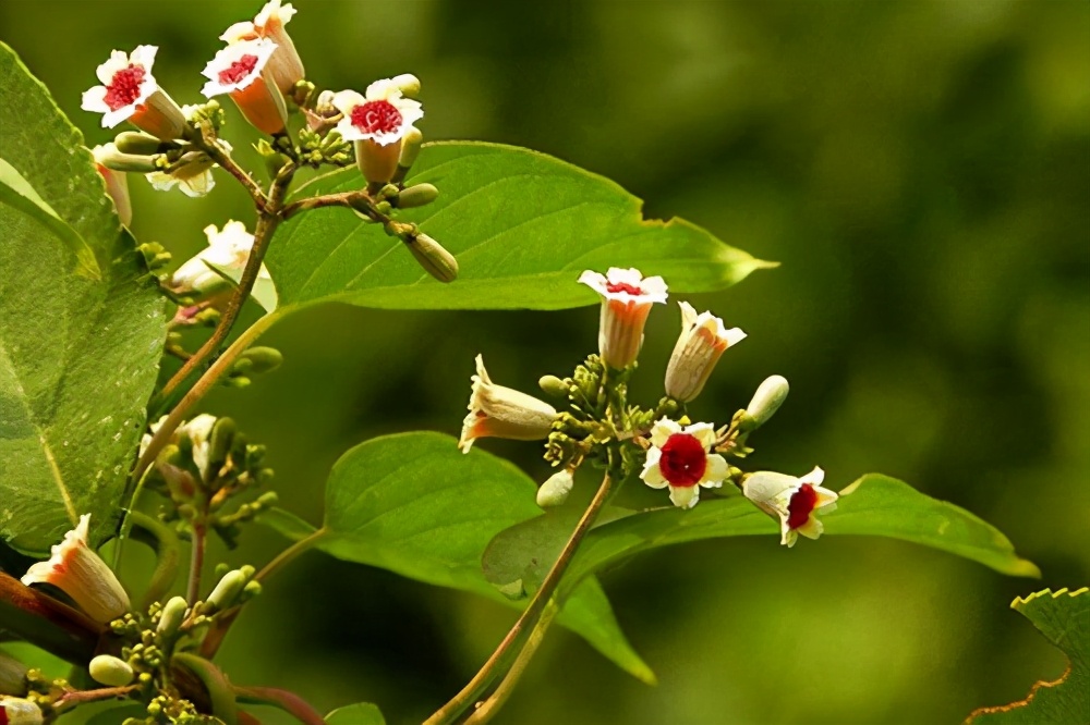 四季都有观赏效果的园林植物,春季开花的园林植物