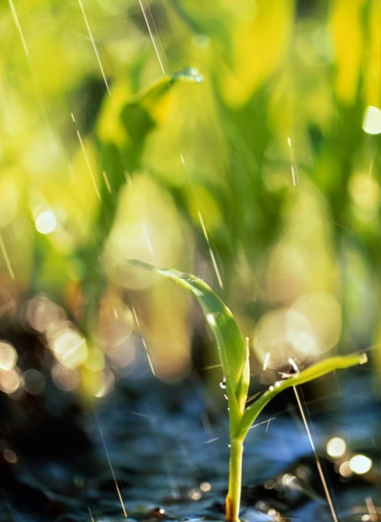诗词好雨知时节,《春雨》诗词品读