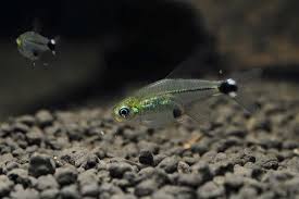 草缸灯鱼专用灯,适合草缸养的灯鱼