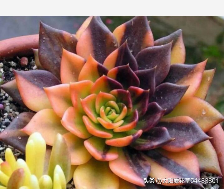 多肉白花韧锦养殖方法,黑王子锦多肉怎么养