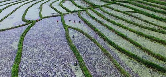 山野莼菜,浙江野生莼菜有哪些特点