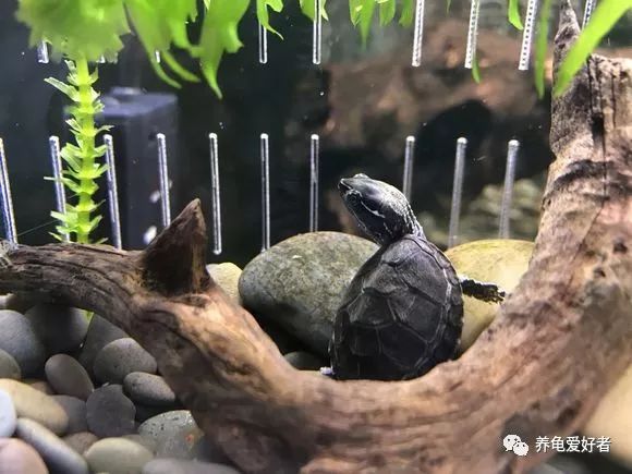 乌龟最害怕什么,乌龟最怕的三样东西