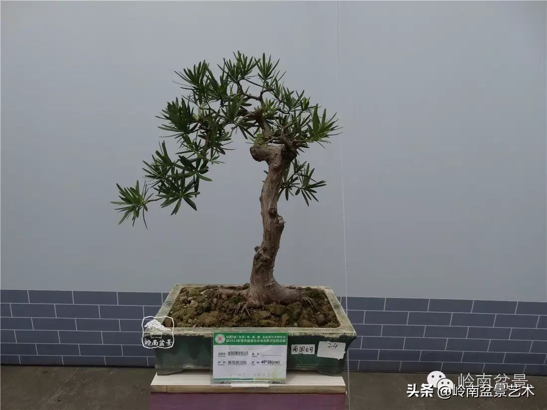 开运招财，非其莫属！清风雅韵，当之无愧！