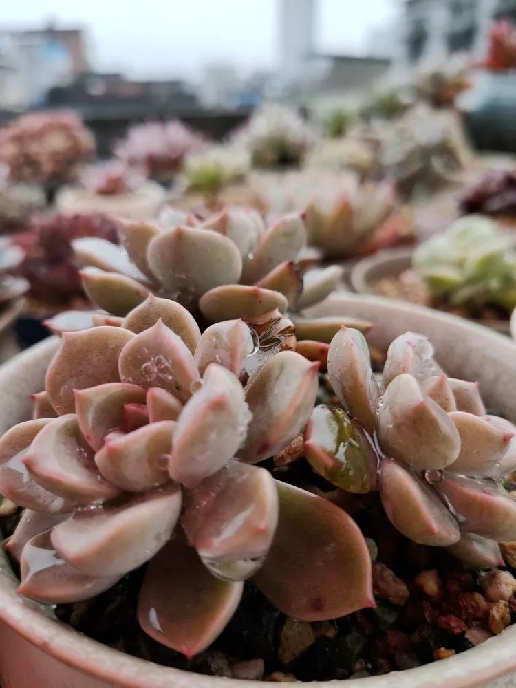 疫情期间在家欣赏多肉,疫情期间被多肉治愈