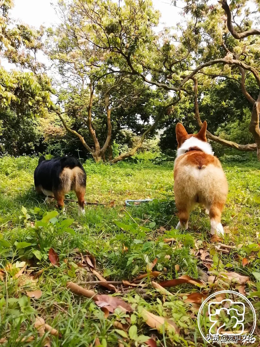 广州南沙黄山鲁森林公园攻略,广州附近可以带宠物的旅游景点