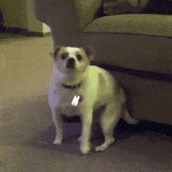 猫狗必备的药,收藏必备药品