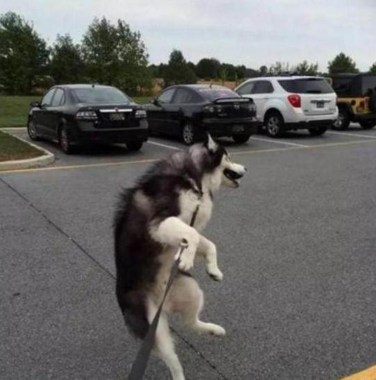 网评“无攻击性”的3种狗，性格温顺，养过的人都懂